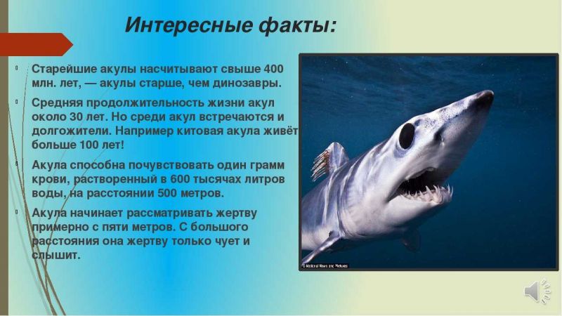 Акулы - интересные факты, о которых вы не знали: что удивительного про них откроется