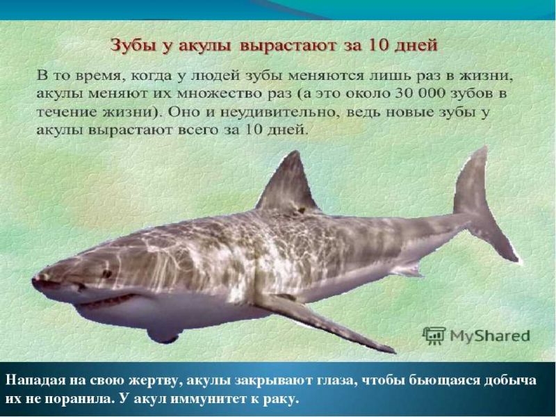 Акулы - интересные факты, о которых вы не знали: что удивительного про них откроется