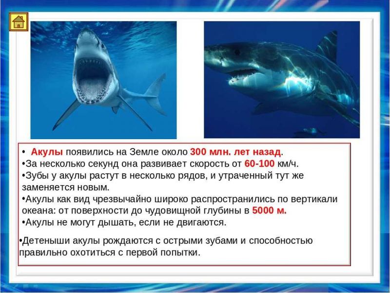 Акулы - интересные факты, о которых вы не знали: что удивительного про них откроется