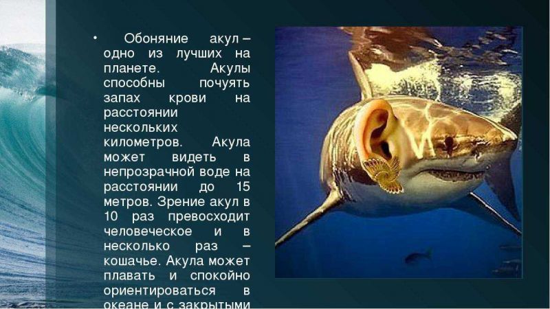 Акулы - интересные факты, о которых вы не знали: что удивительного про них откроется