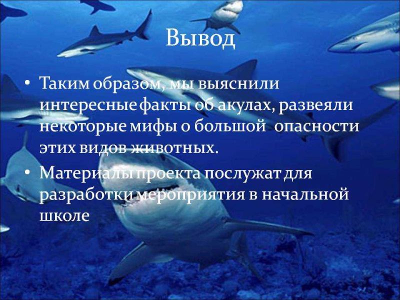 Акулы - интересные факты, о которых вы не знали: что удивительного про них откроется