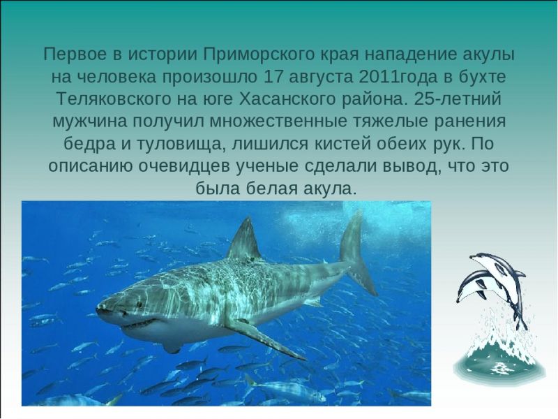 Акулы - интересные факты, о которых вы не знали: что удивительного про них откроется