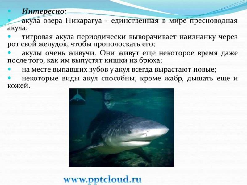 Акулы - интересные факты, о которых вы не знали: что удивительного про них откроется