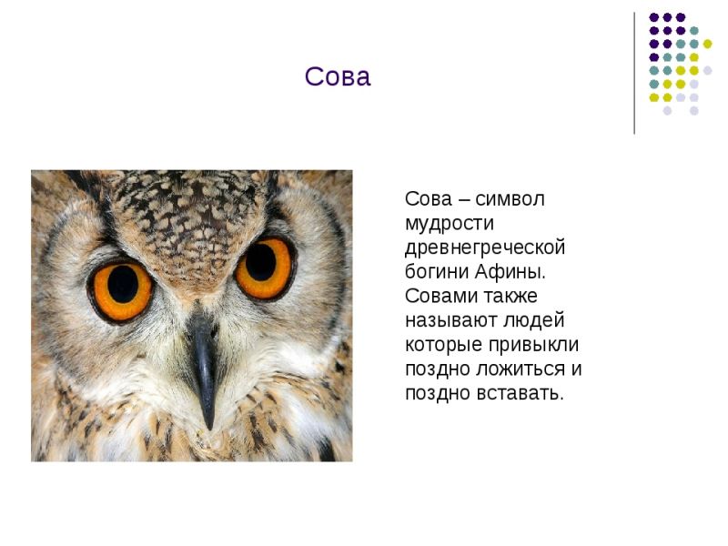 Как лучше разобрать символику знака уаз: три мудрые совы для силы, скорости и внимательности
