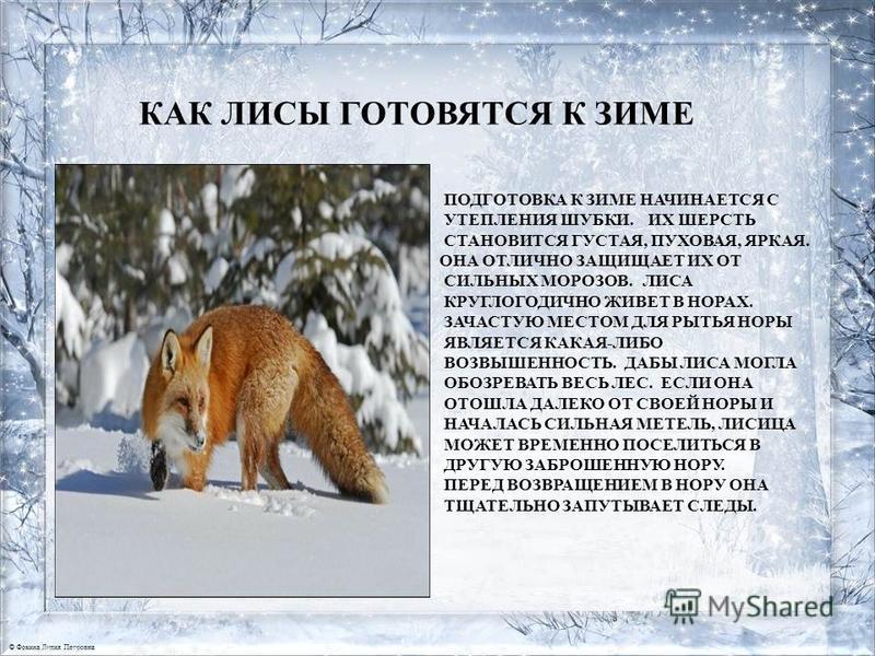 Подготовить как животные. Подготовить как животные