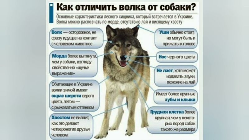 Как выбрать идеальный автомобиль Волк для себя