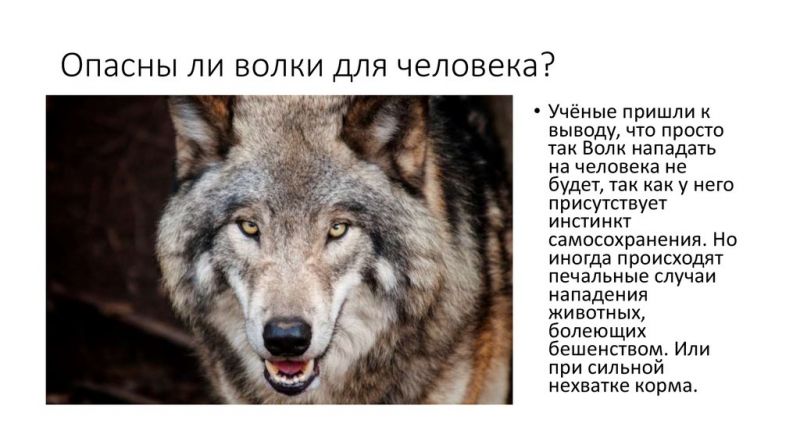 Как выбрать идеальный автомобиль Волк для себя