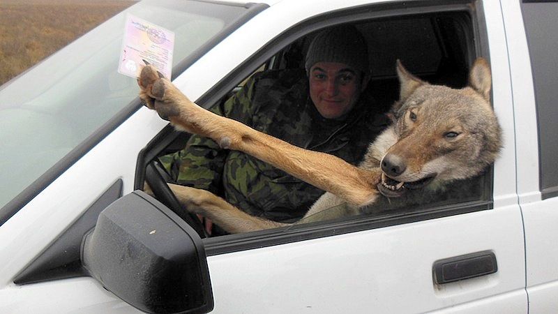 Как выбрать идеальный автомобиль Волк для себя