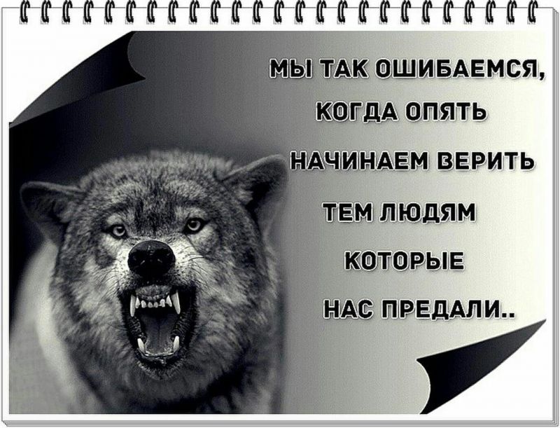 Как выбрать идеальный автомобиль Волк для себя