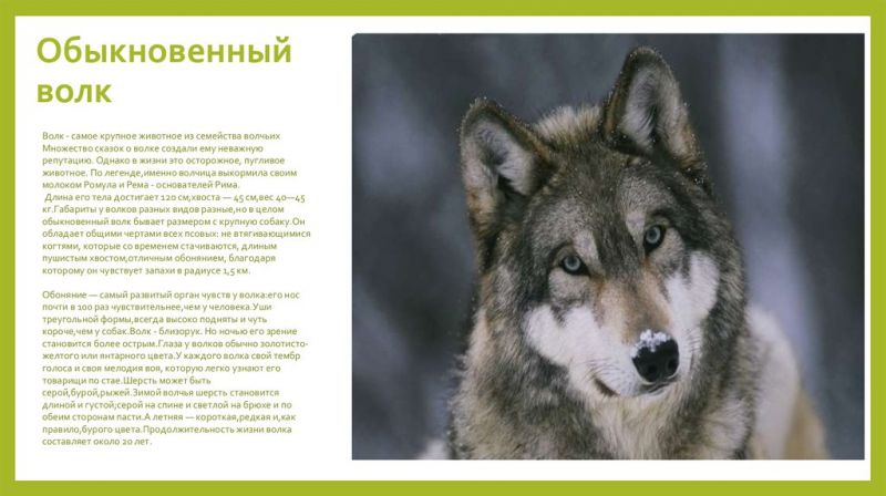 Как выбрать идеальный автомобиль Волк для себя