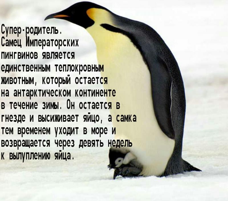Какие удивительные факты скрывает загадочный материк Антарктида