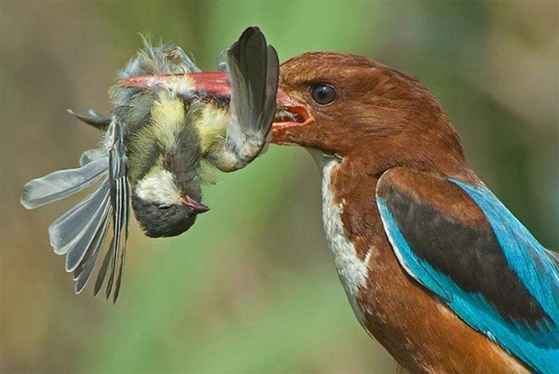 Какие удивительные птицы существуют в мире: список смешных фото