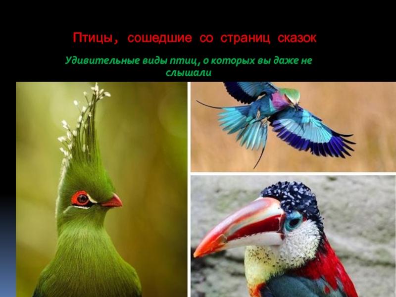 Какие удивительные птицы существуют в мире: список смешных фото