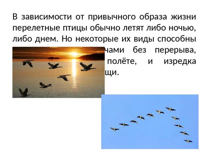 Насколько высоко в небе парят стаи перелётных гусей: увлекательные факты о полётах этих птиц