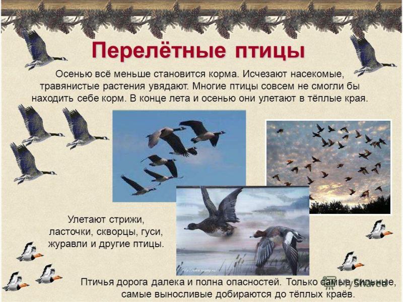 Насколько высоко в небе парят стаи перелётных гусей: увлекательные факты о полётах этих птиц