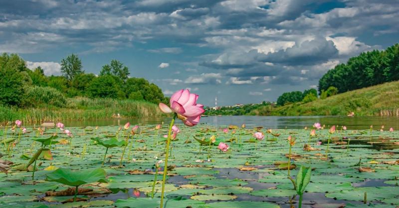 Насладиться красотой природы у Павелского пруда в Липецке: секретные места и лучшие виды
